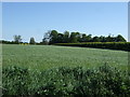 Farmland off Grainsby Lane