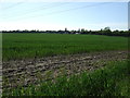 Crop field off Louth Road