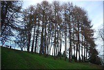 TQ0141 : Trees near Wintershall by N Chadwick