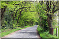 Tree lined lane by Gravelly Wood