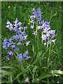 Bluebells and a ray of sunshine