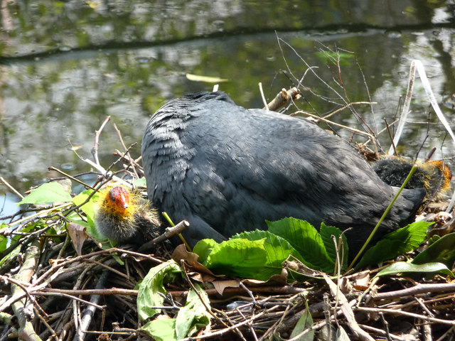 Coot's Nest, New River Loop, Church Street, Enfield