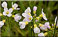 Cuckoo flower/Lady