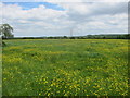 Crooks Marsh looking North