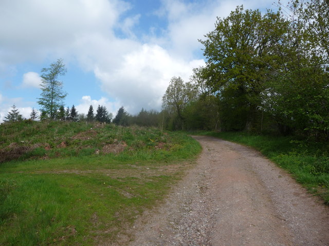 Track junction beside cleared forestry on Ysgyryd Fach