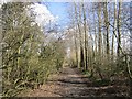 Path to Loch Ore