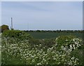 Farm land to the east of Potton