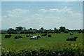 Happy cows by Tarvin Road