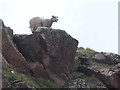 Sheep on the lookout