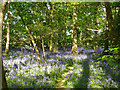 Bluebells in Lyonshall Wood