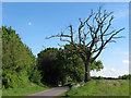 Dead tree near road, Blackmore End