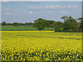 Oilseed Rape field near Whitehall Farm