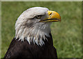 Bald Eagle at the Hertfordshire Showground 2013