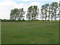 Grassland to the west of Curds Road, Earls Colne