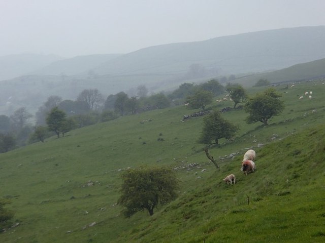 Hillside grazing