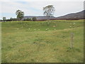 Grazing near Achnahannet