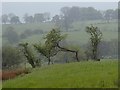 Green fields of the Manifold valley