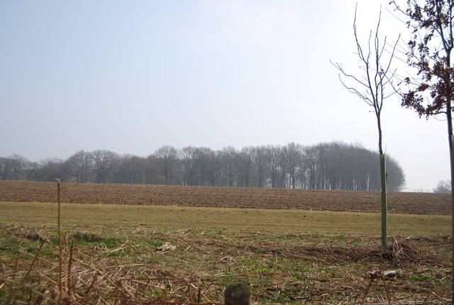 Woodland and farmland