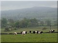 Grazing land and outlook across the Manifold valley