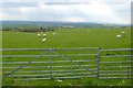 Sheep at Acklam Wold