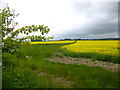 Rockbourne, oil-seed rape