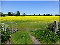 Rapeseed crop, Soldierstown