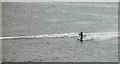 TA3108 : Cleethorpes water skier by Steve  Fareham