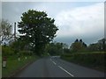 SO5368 : Solitary roadside tree in Gosford by David Smith
