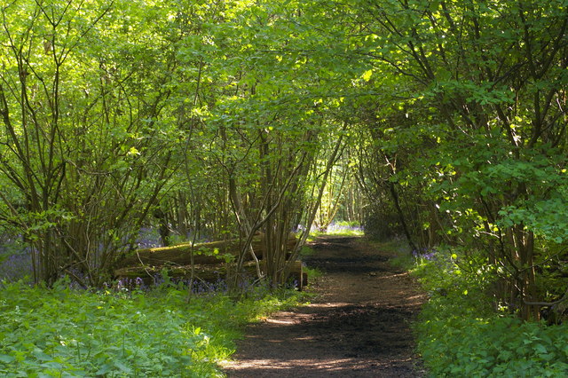 Track through Newyears Wood
