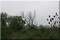 Teasels and a dead tree on the bridleway to Authorpe