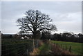 Large tree by the Greensand Way