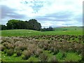 Grazing Land in Glen Tig