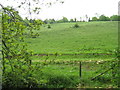 A steep grazing meadow beside Gunning