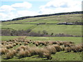 The valley of Nookton Burn around Wagtail (2)