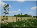 TQ3309 : Fields north of Stanmer Park by Paul Gillett