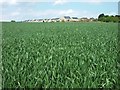 View across a cornfield towards Wickersley