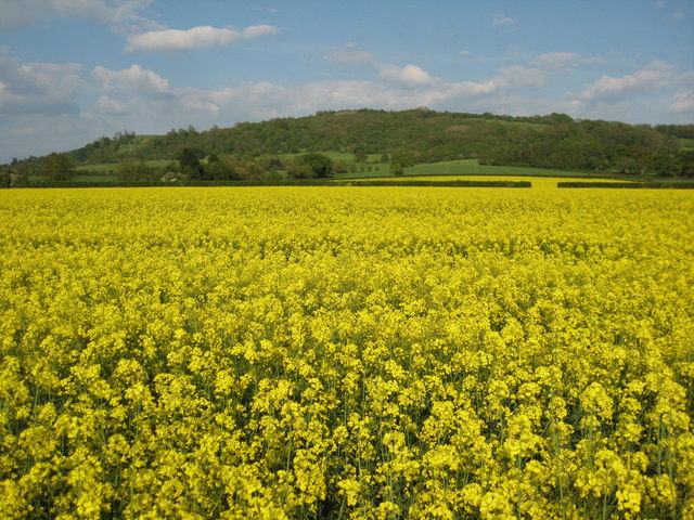 Oil seed rape and Bredon Hill © Philip Halling cc-by-sa/2.0 :: Geograph ...