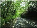 The A390 at Cholwell Plantation