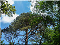 TQ2897 : Pine Trees, Trent Park, Cockfosters, Hertfordshire by Christine Matthews