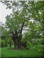 Old Oak Tree, Hatfield House, Hertfordshire