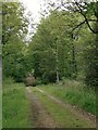 Forestry Commission track in Ash Park