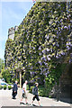 Castle Hotel wisteria