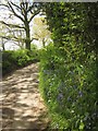 Bluebells by Beacon Hill Lane