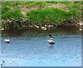 An Oystercatcher at Hodder Bank