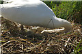 TL5670 : Swan's nest - Wicken Fen by Stephen McKay