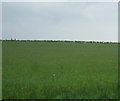 Farmland west of Thimbleby