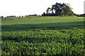 Stand of trees in the arable field