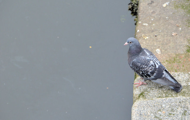 Feral pigeon, Belfast (2013-6)