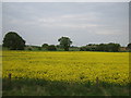 Oilseed rape crop north of Sleaford