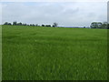 TF4265 : Crop field, Halton Holegate by JThomas